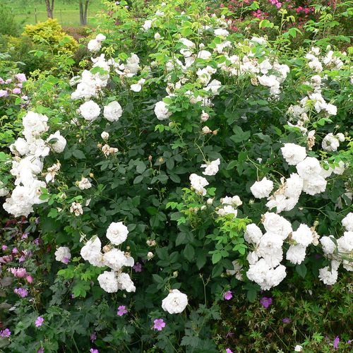 Rosen Gärtnerei - alba rosen  - weiß - Rosa Madame Plantier - stark duftend - Plantier - Ist fast dornenlos, mit gebogenen Trieben und hellgrünen Blättern.